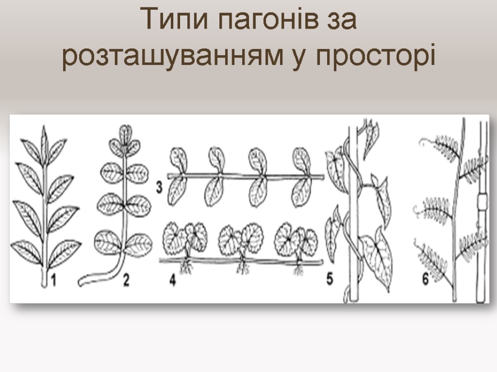 Типи пагонів за розташуванням у просторі